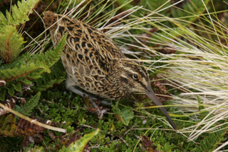 An adult Antipodes Island snipe.